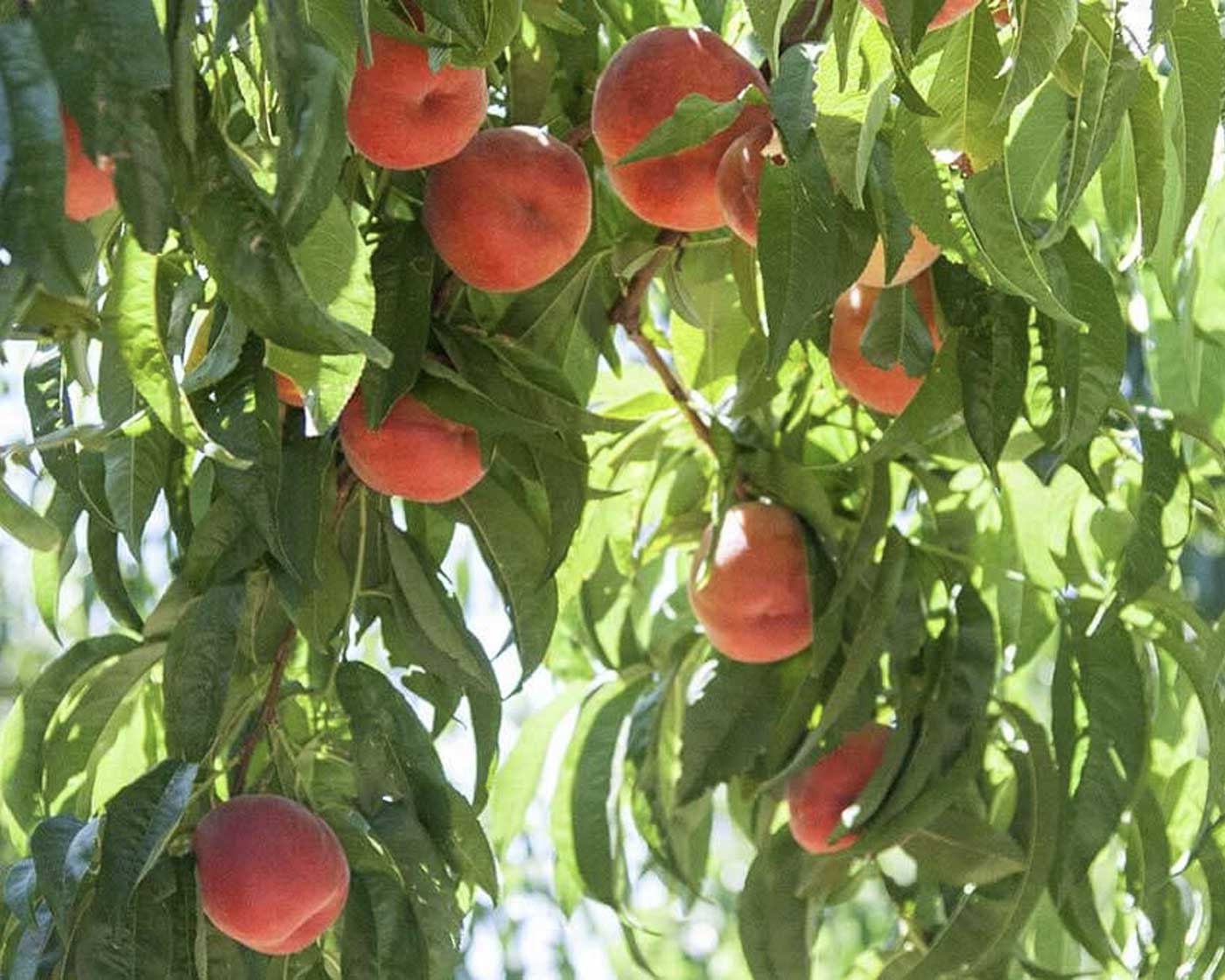 Peach Varieties 101